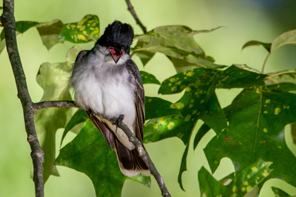 white and gray bird on green leaf tree