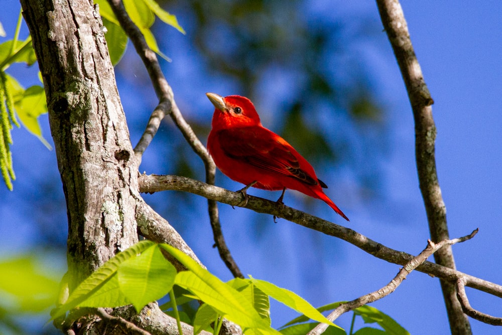 昼間の茶色の木の枝に赤い枢機卿の鳥