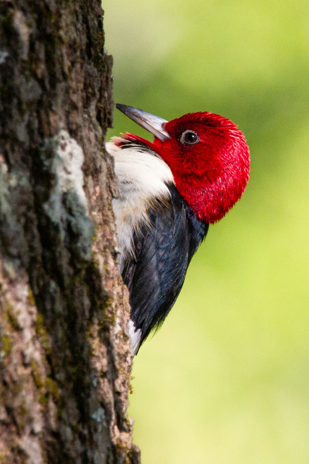 red white and blue bird on tree branch