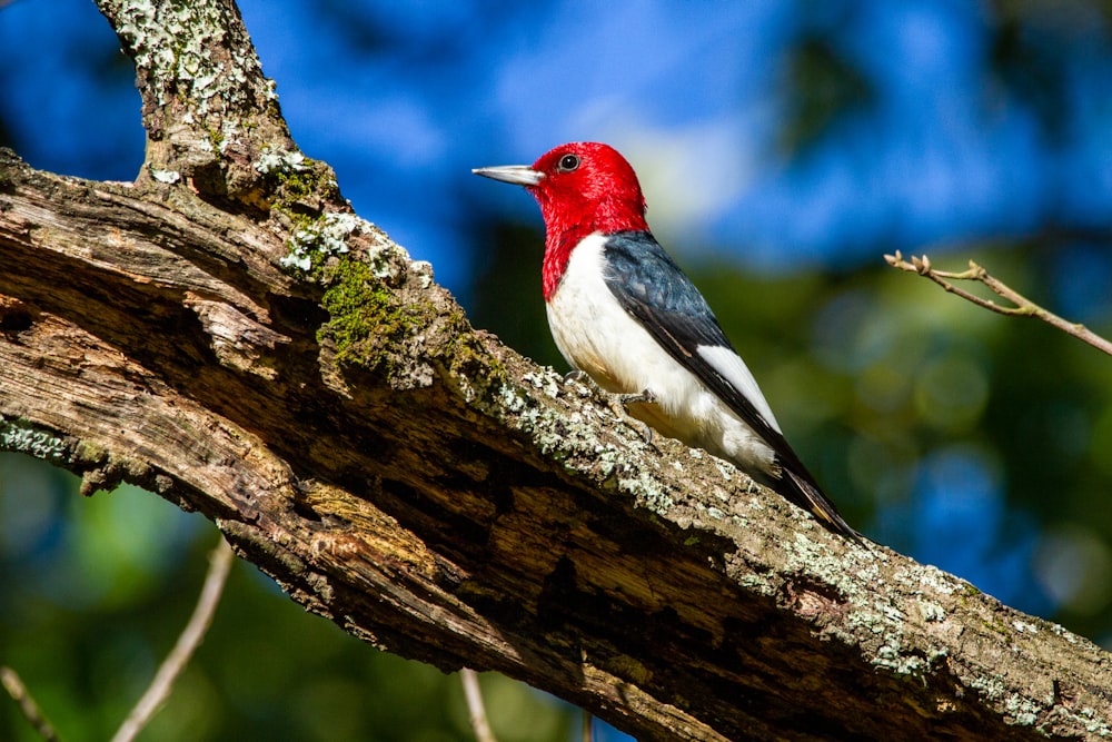red white and black bird on tree branch during daytime