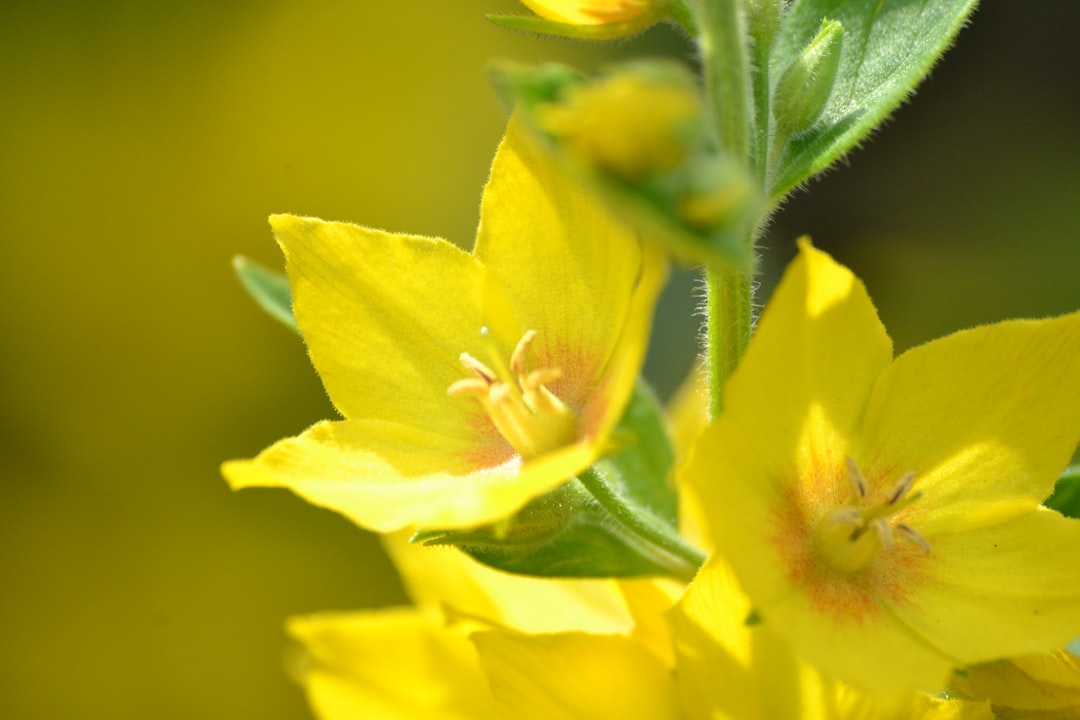 yellow flower in macro shot