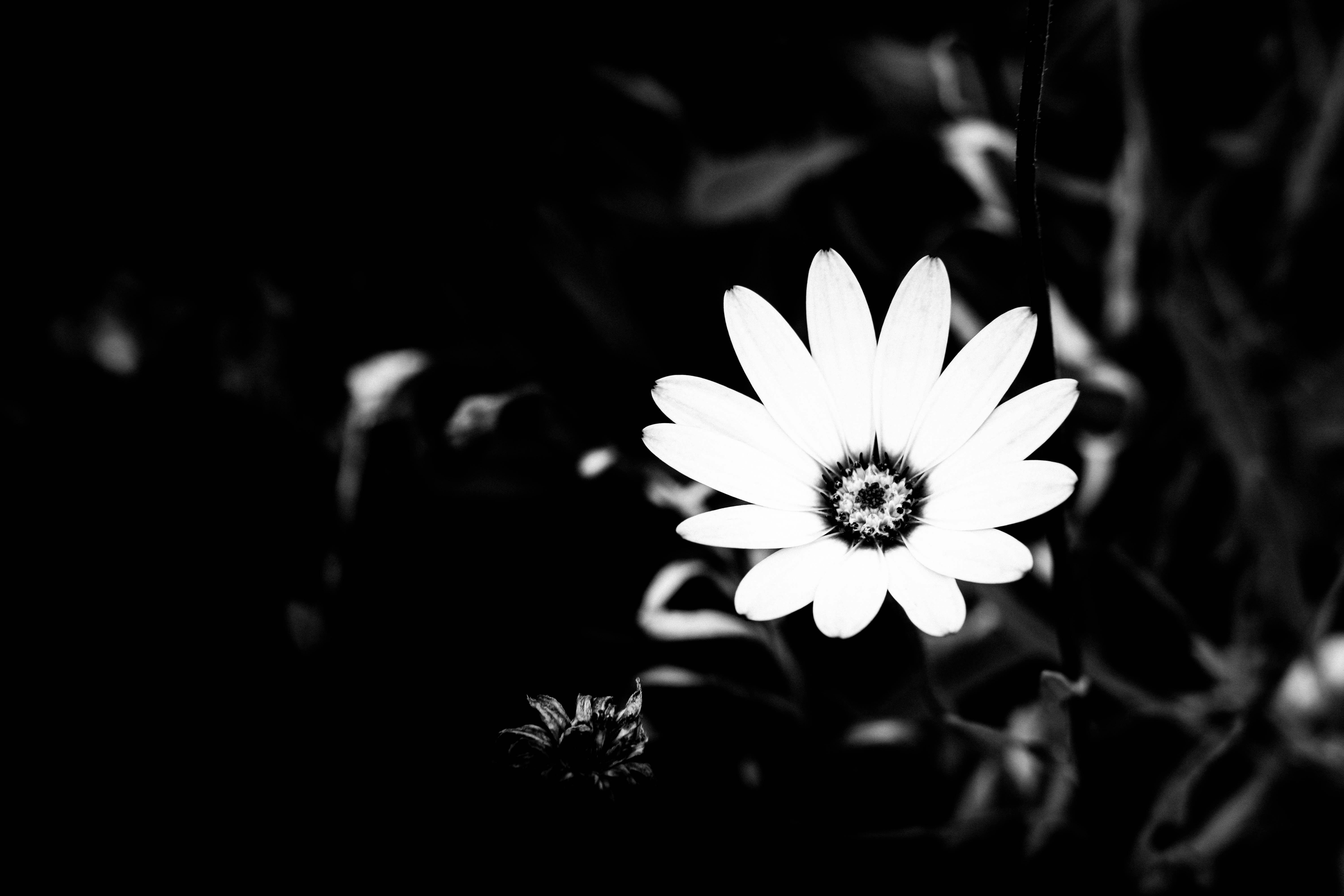 grayscale photo of daisy flower