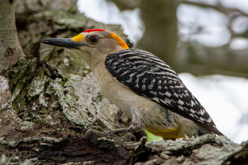 white black and yellow bird on brown tree branch