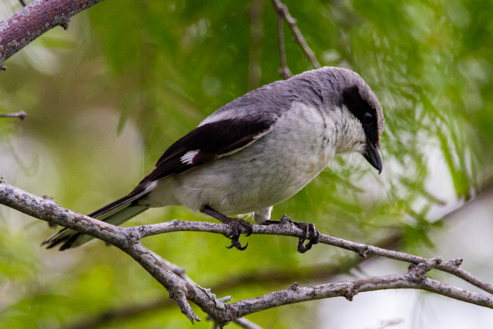 white and black bird on tree branch