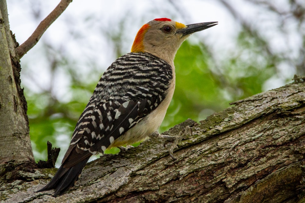 orange white and black bird on tree branch