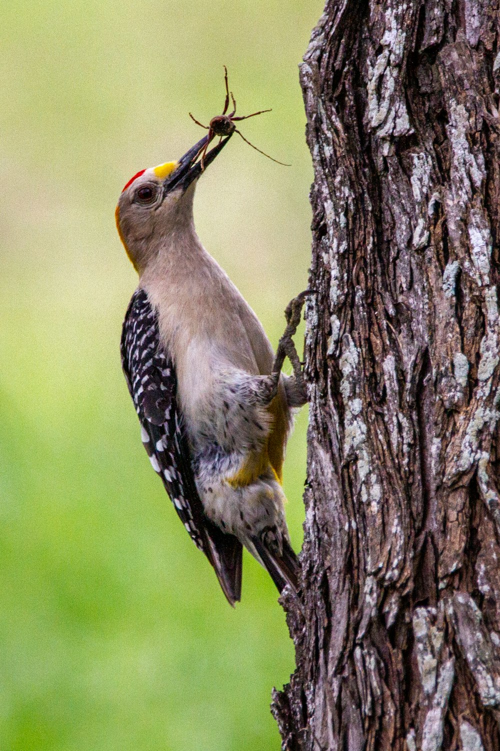 yellow black and white bird perched on tree branch