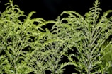 Tall, lush green plants with intricate leaves against a dark background. The plants are densely packed with fine, branching stems and small, delicate leaflets.