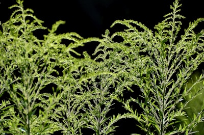 Tall, lush green plants with intricate leaves against a dark background. The plants are densely packed with fine, branching stems and small, delicate leaflets.