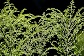 Tall, lush green plants with intricate leaves against a dark background. The plants are densely packed with fine, branching stems and small, delicate leaflets.