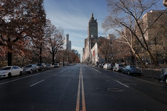 cars parked on roadside near bare trees during daytime