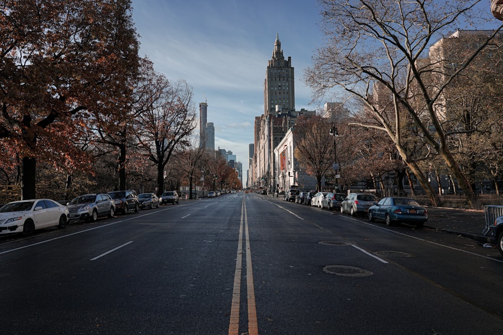 cars parked on roadside near bare trees during daytime