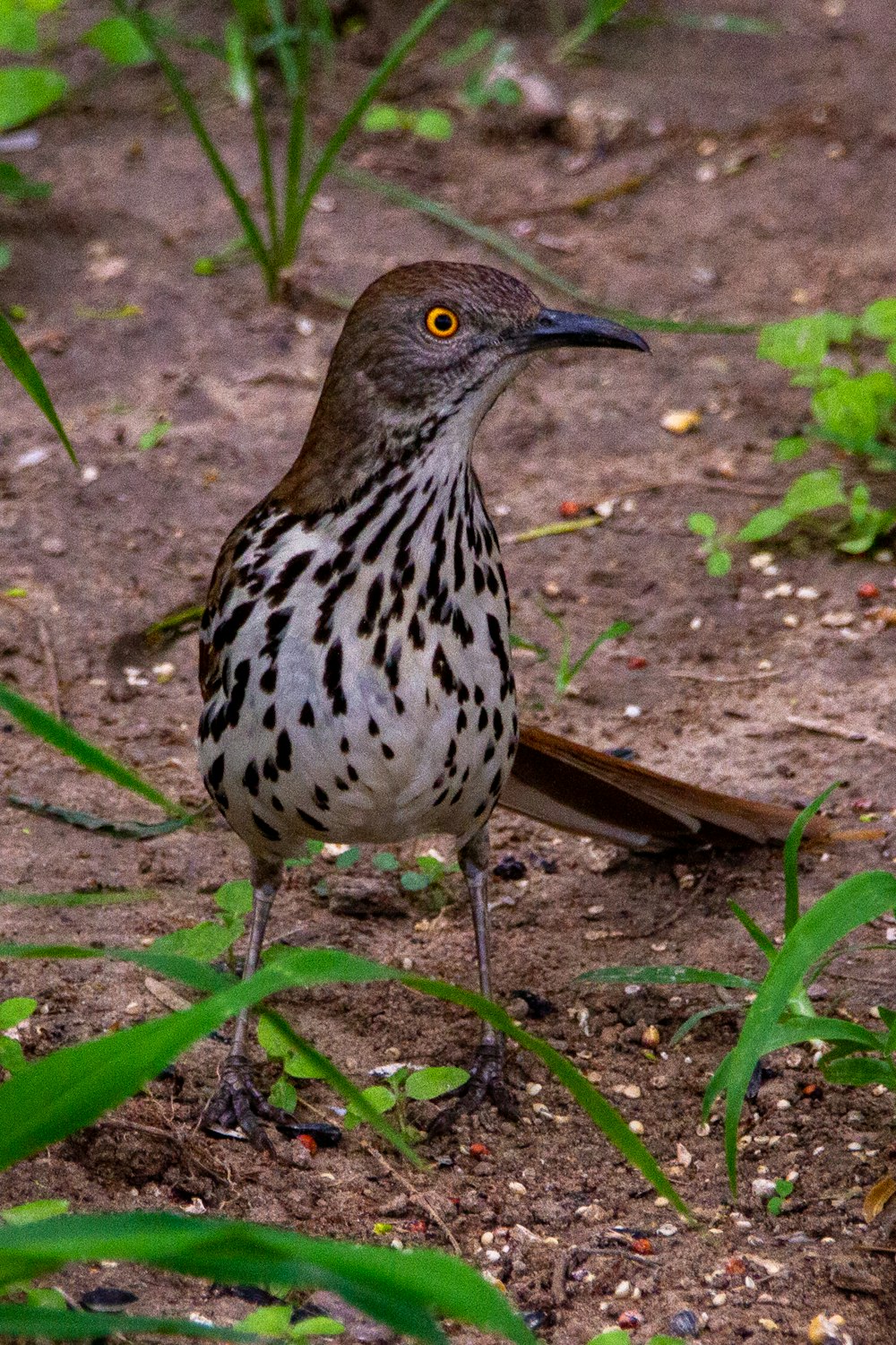 white and black bird on green grass during daytime