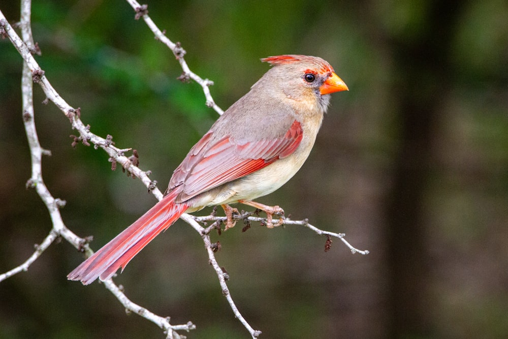 red and gray bird on tree branch