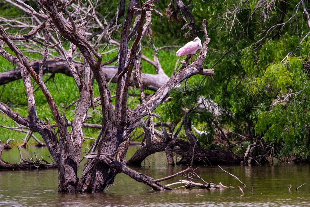 white bird on brown tree branch