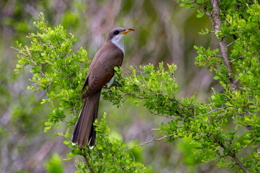 brown and white bird on green tree during daytime