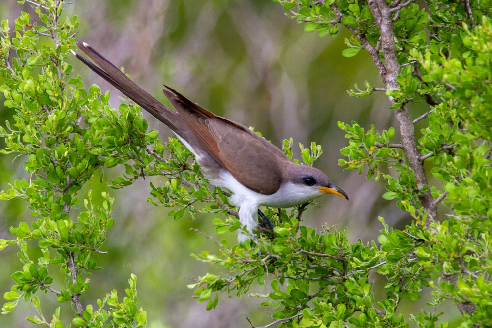 brown and white bird on tree branch during daytime