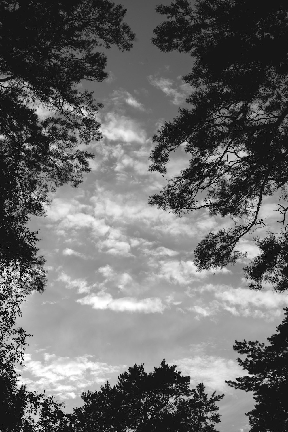 grayscale photo of trees under cloudy sky