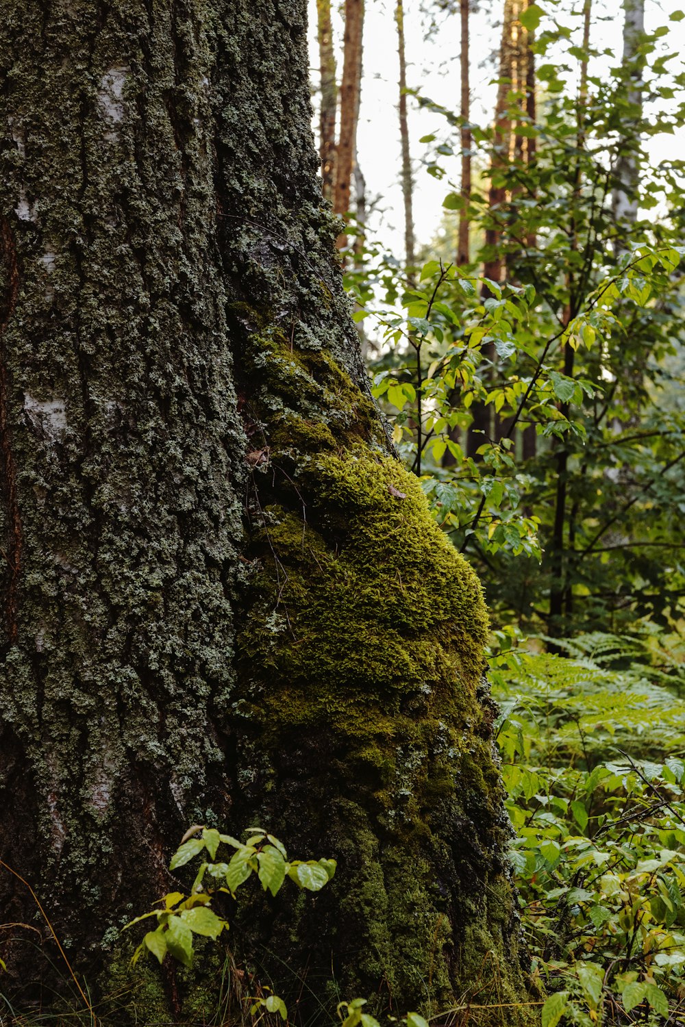 brown tree trunk with green moss