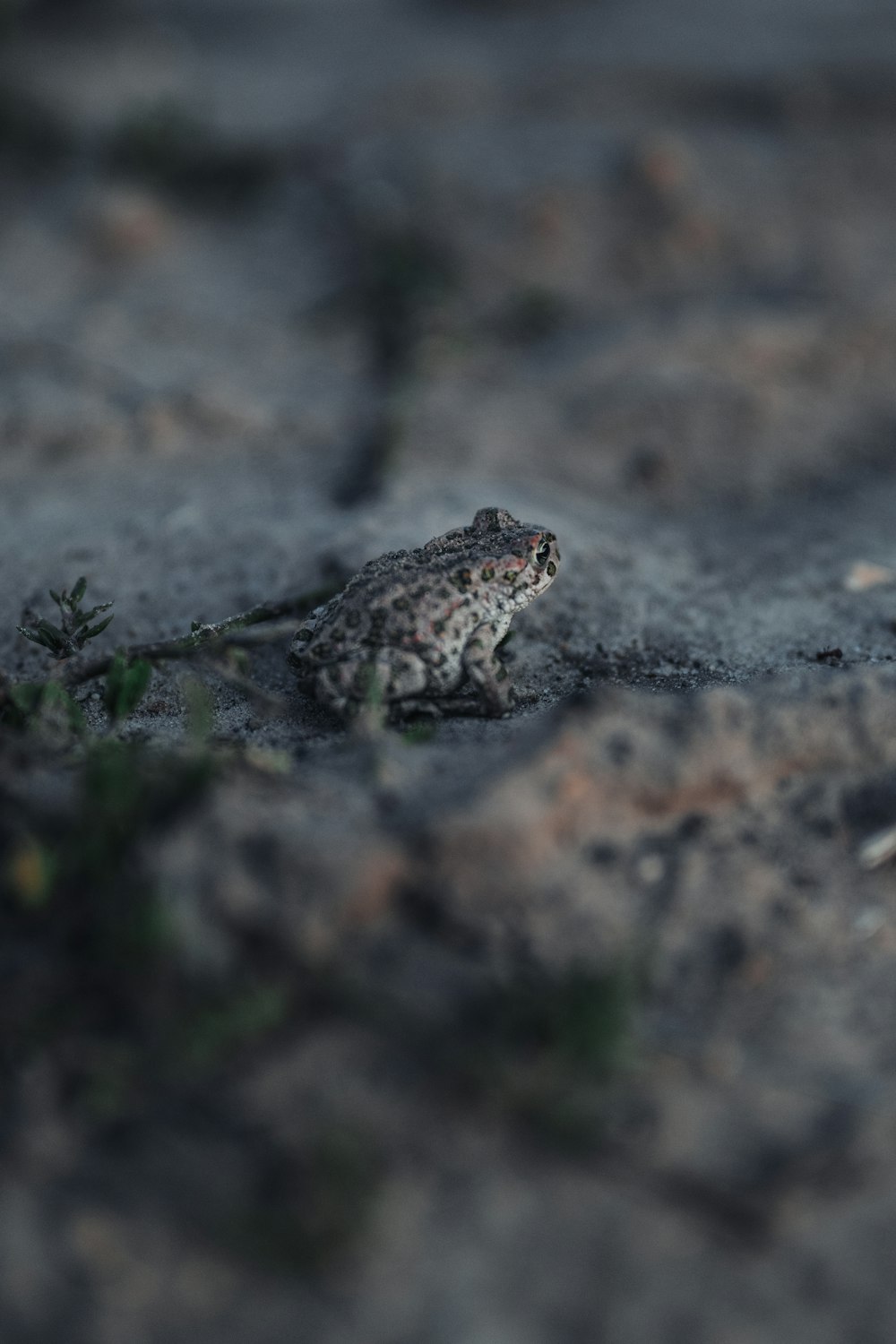 brown and black frog on gray ground