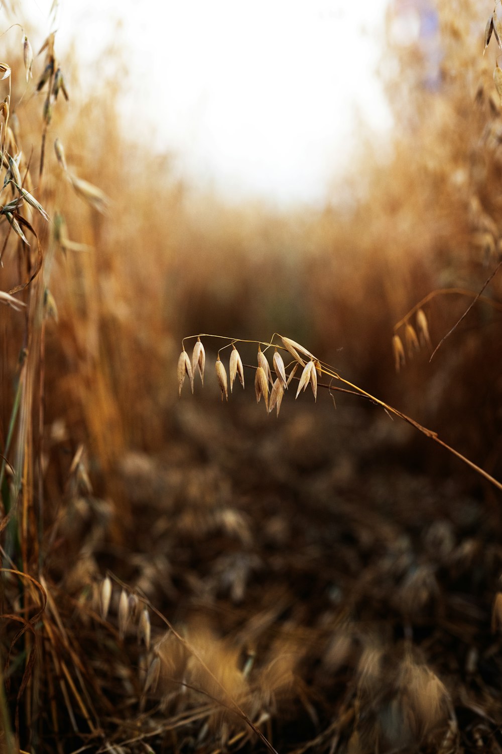 brown wheat field during daytime