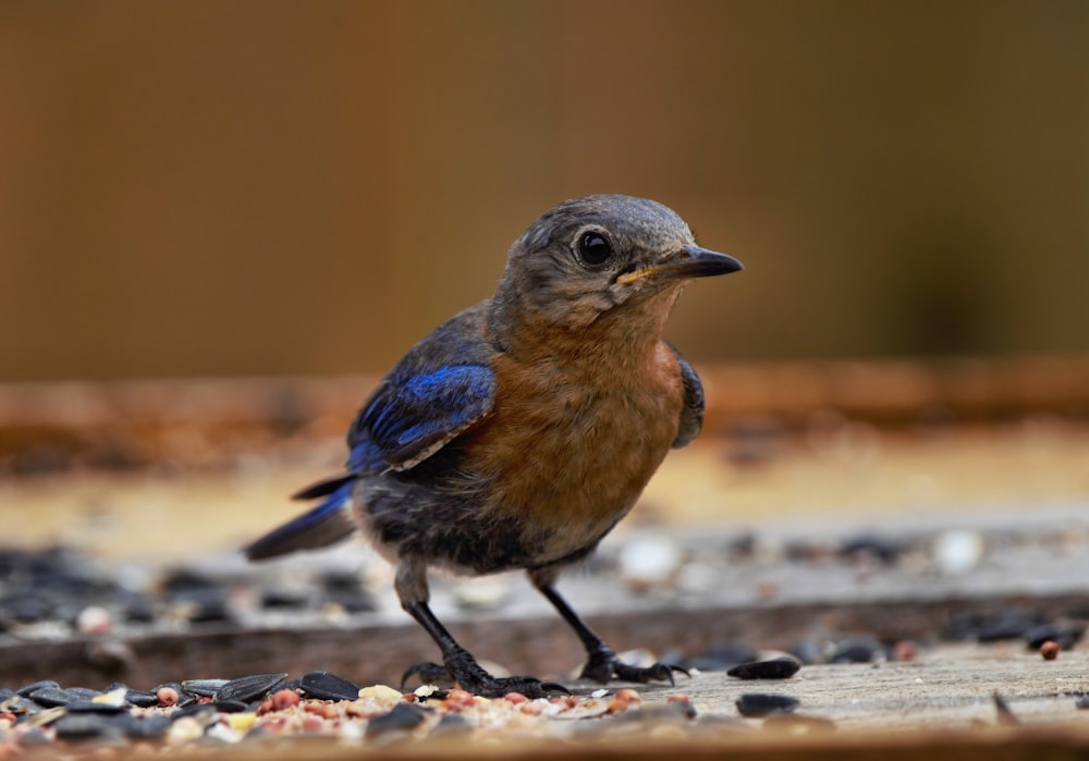 brown and blue bird on gray concrete floor during daytime