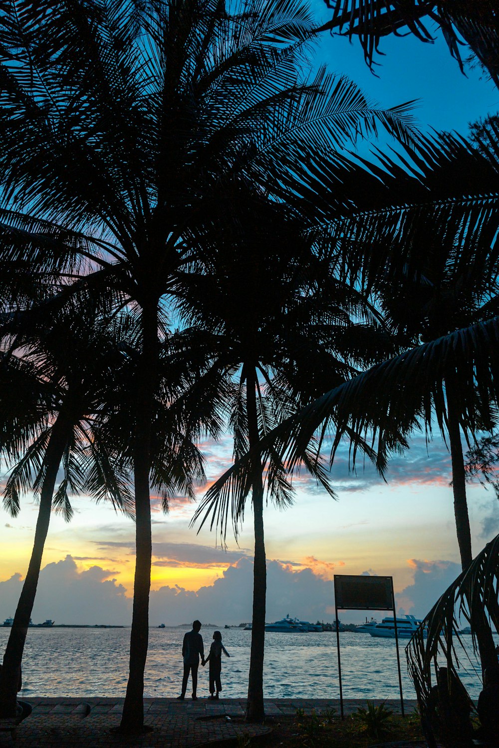 palm tree near body of water during sunset