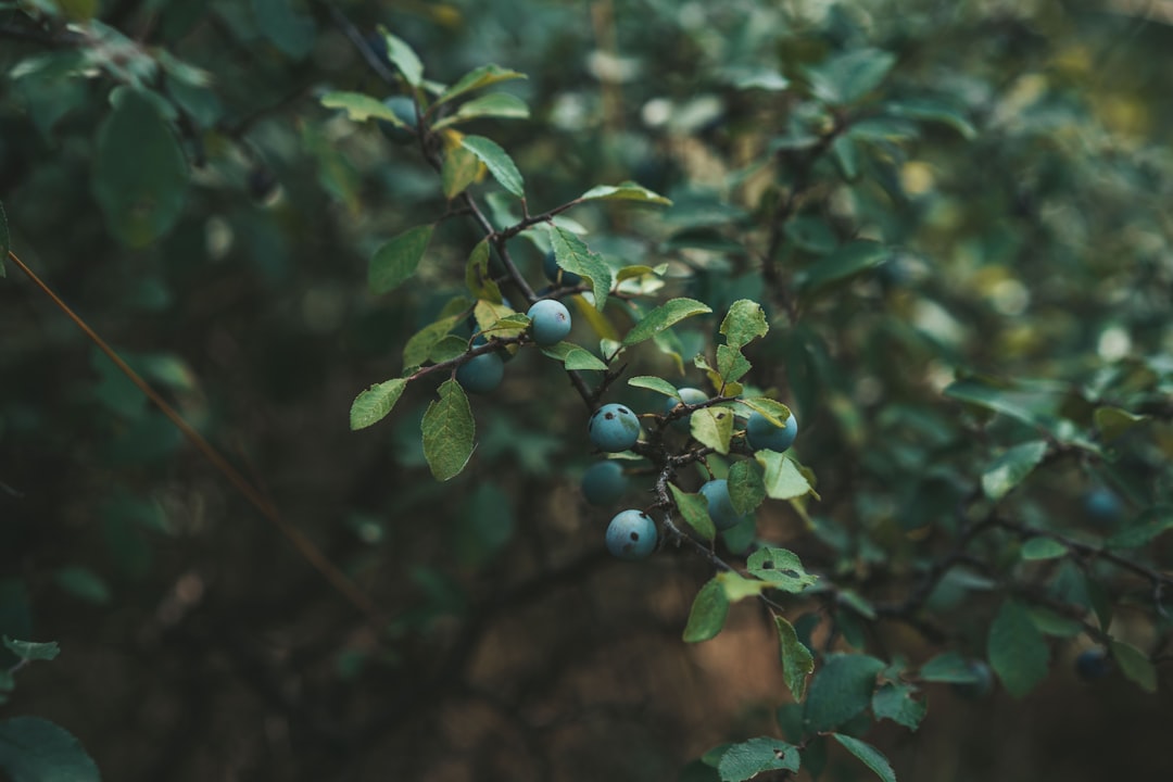 green round fruits on tree