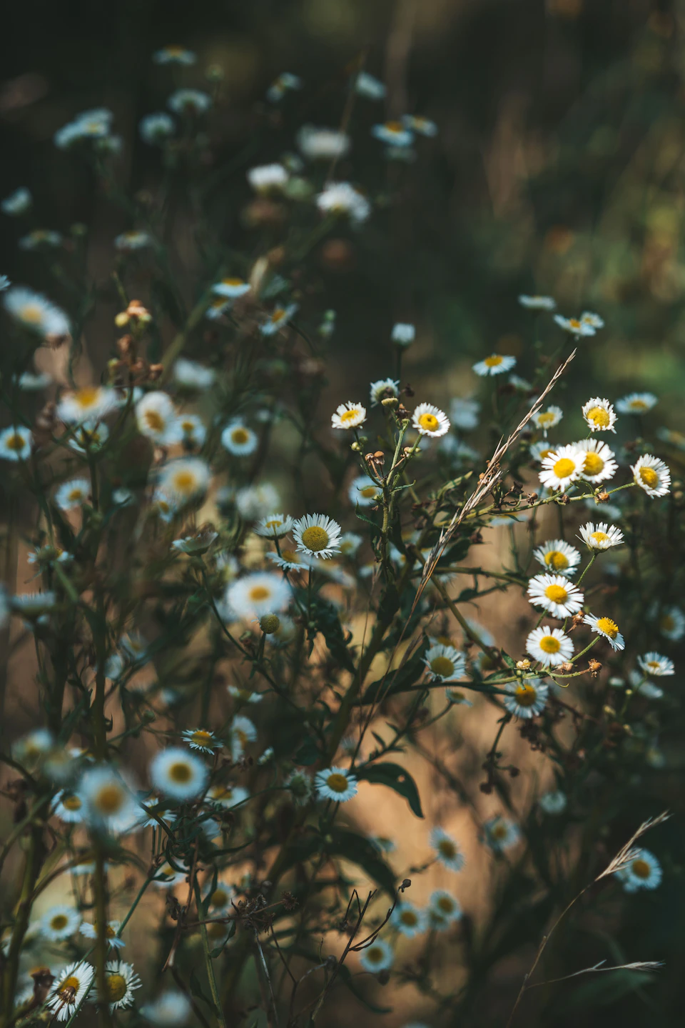 The image depicts a field filled with white daisies, their delicate petals contrasting against the verdant green backdrop. The daisies are scattered throughout the scene, some standing tall and proud while others have spread out to fill the background. The perspective of the photo is taken from below, looking up at the daisies, which adds a sense of grandeur and scale to the image.

The colors in the photo are predominantly green and white, with the daisies being the main focus. There are no discernible texts or other objects present in the image.