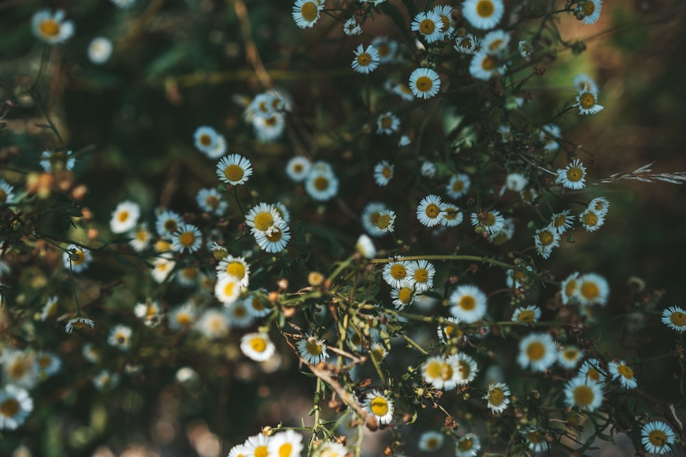 white and yellow flowers in tilt shift lens