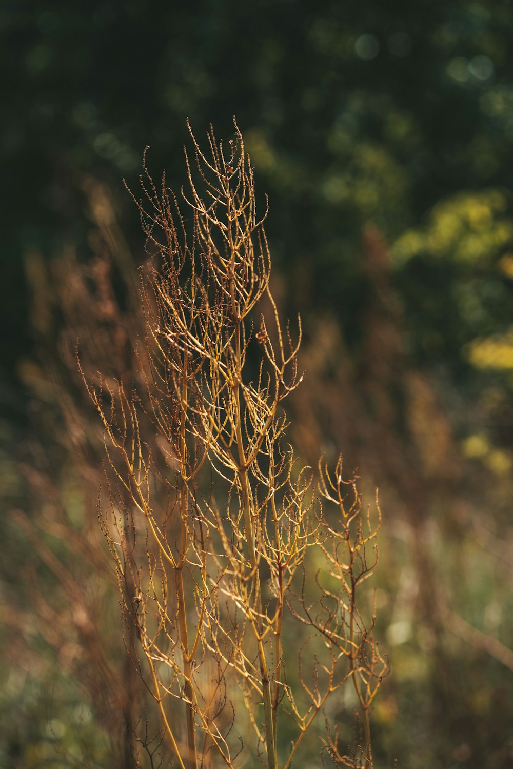 brown grass in tilt shift lens