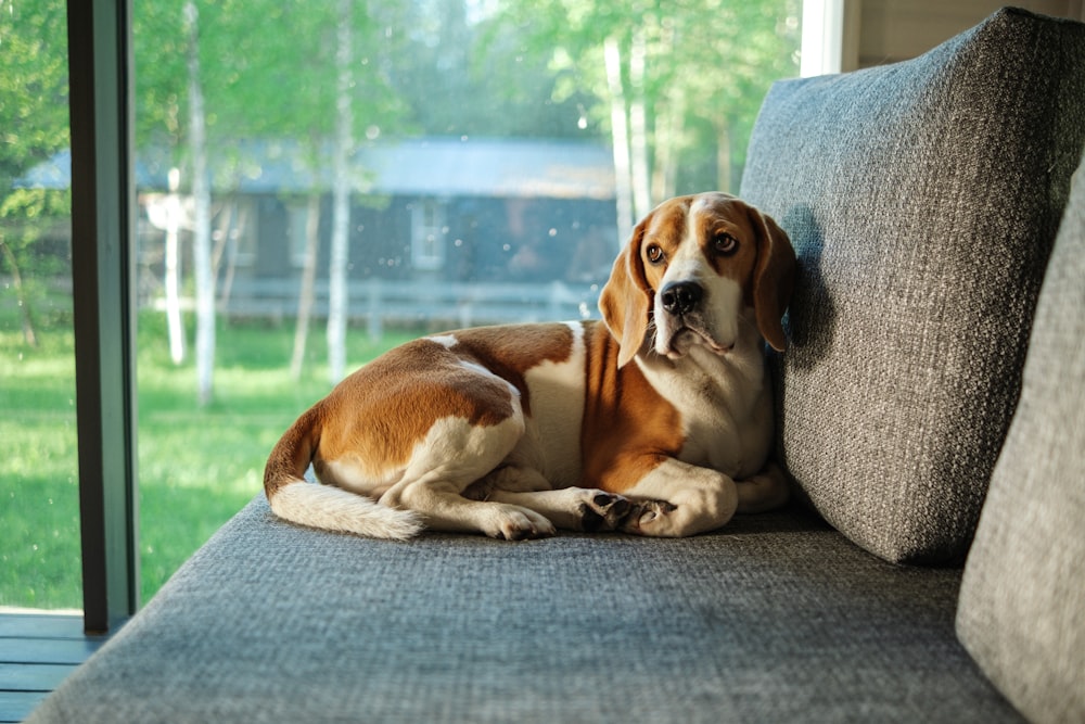 brown and white short coated dog lying on gray couch