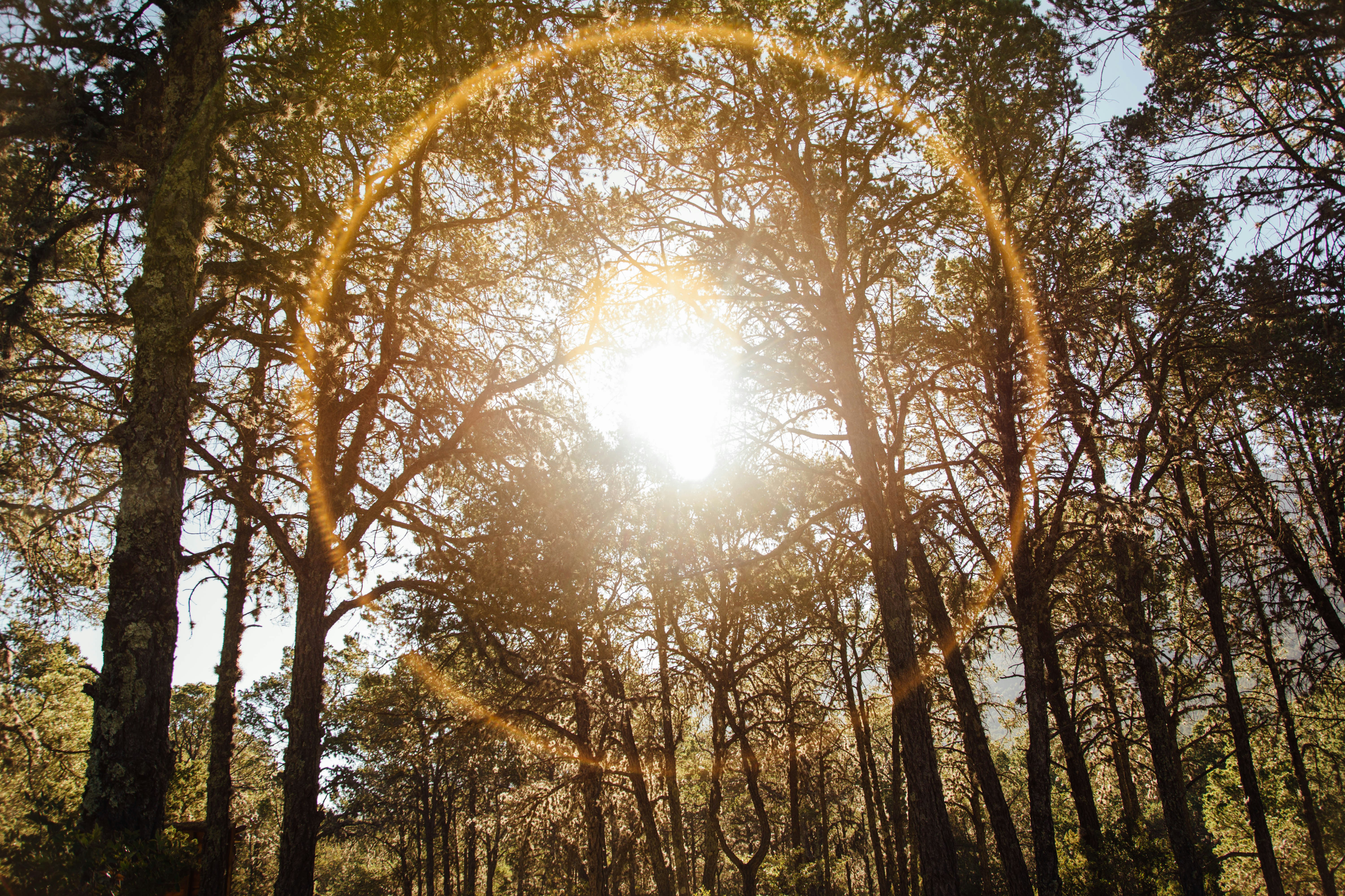brown trees under sunny sky