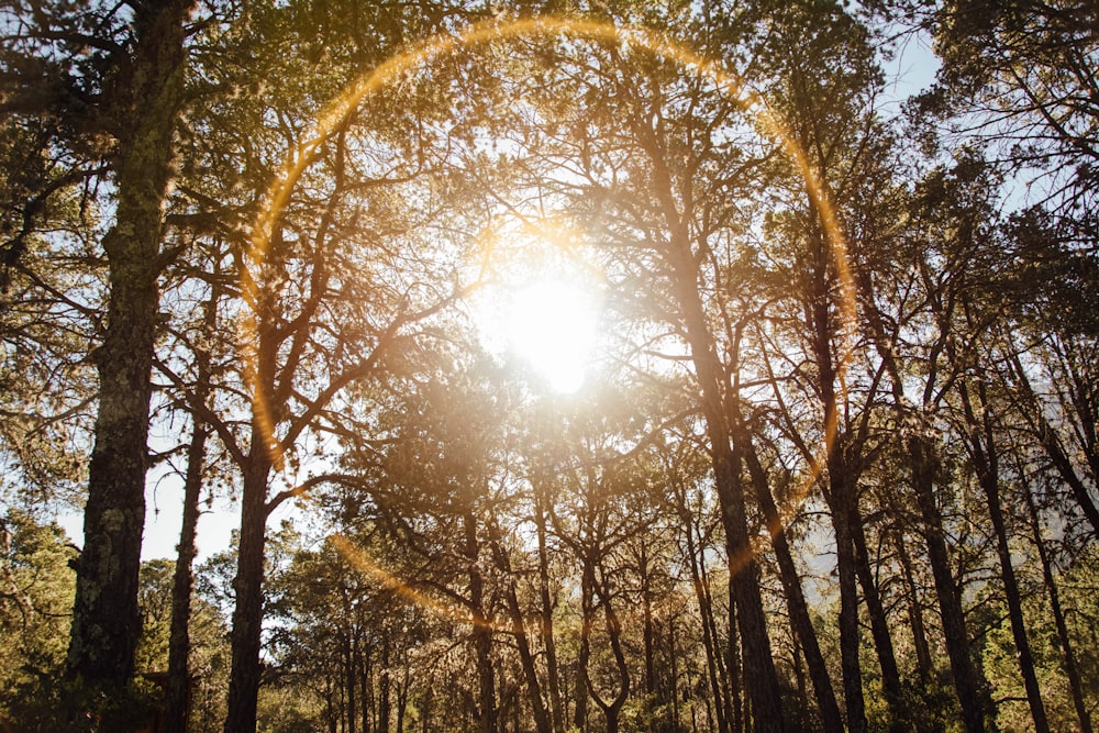 brown trees under sunny sky