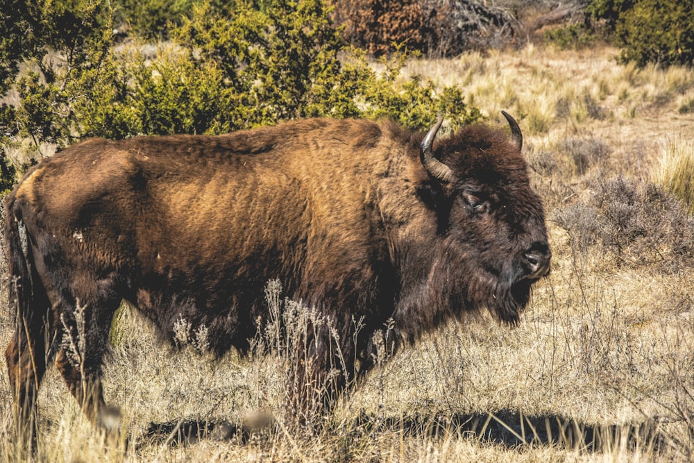 brown bison on green grass field during daytime