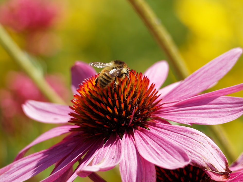 black and yellow bee on pink flower
