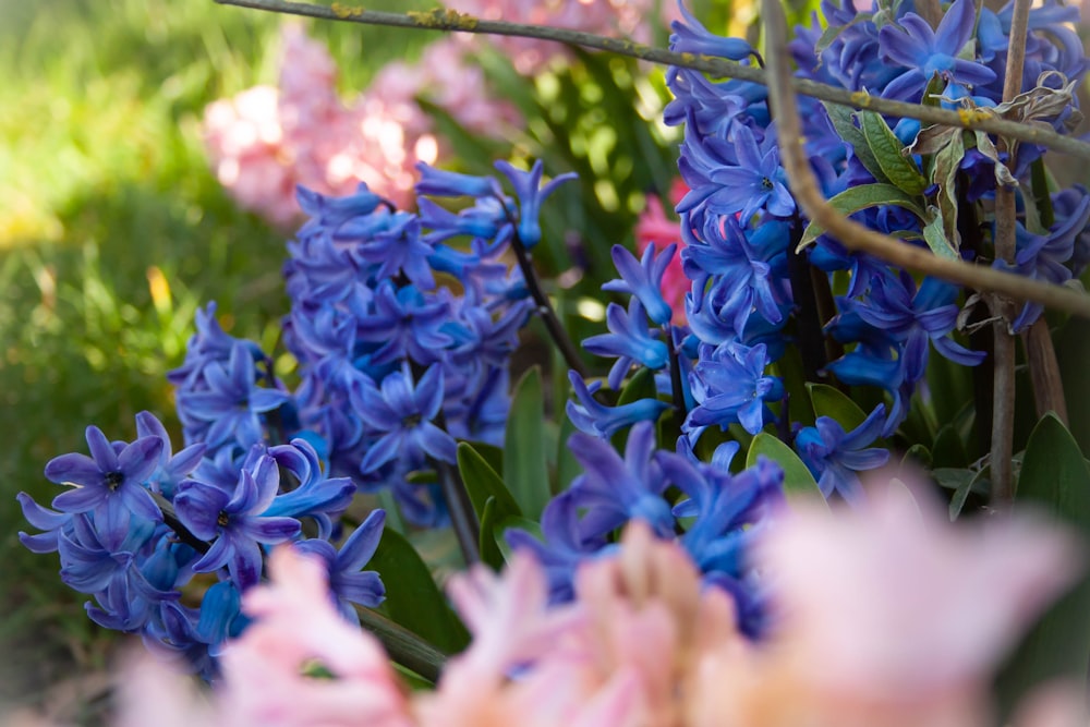 blue flowers with green leaves