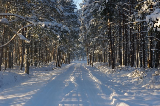 snow covered trees during daytime in Kemeri National Park Latvia