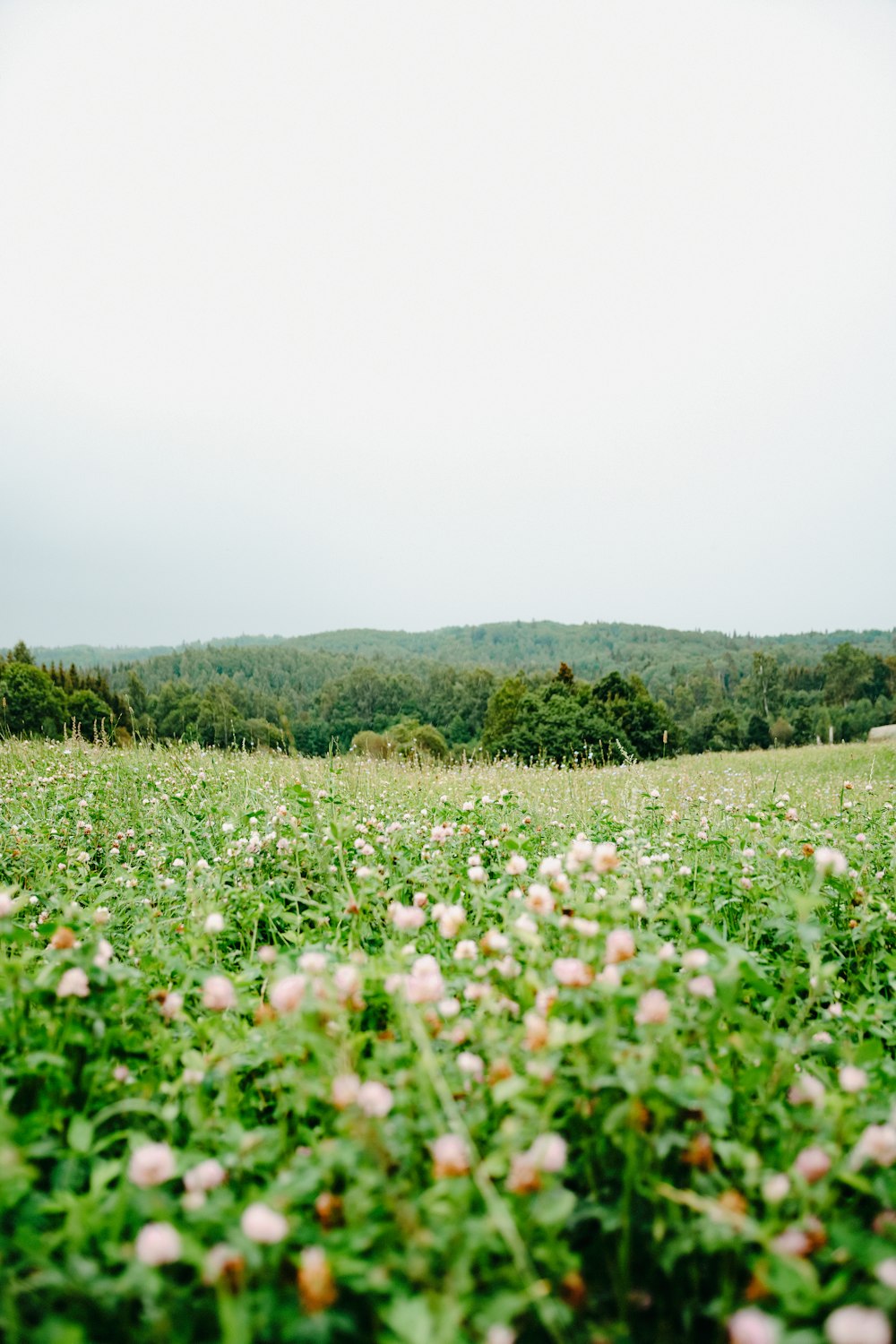 white flowers on green grass field during daytime