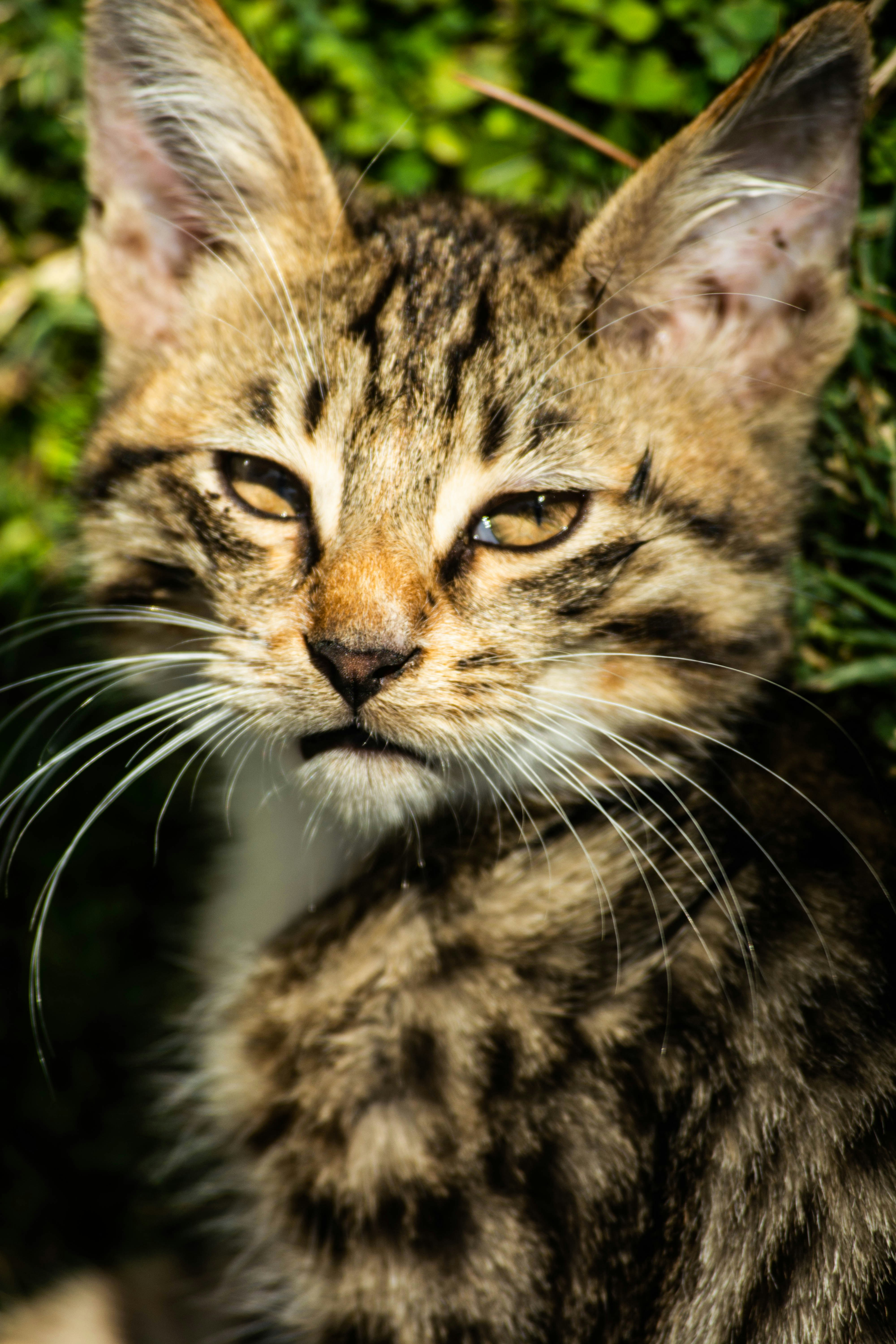 クローズ アップ写真で茶色のぶち猫の写真 Unsplashで見つけるイランの無料写真