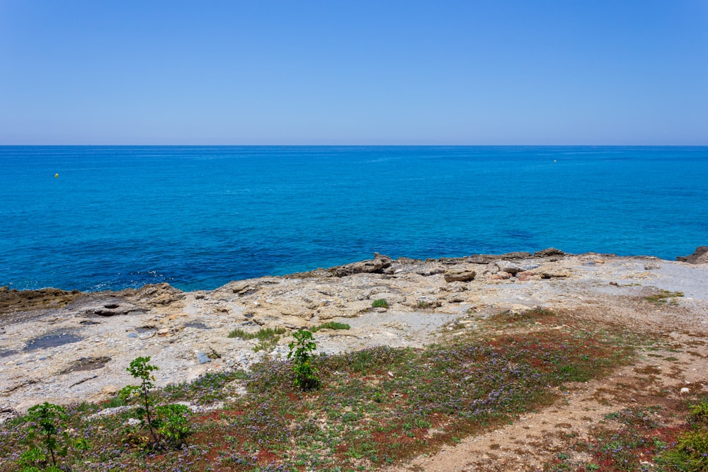 green grass on brown sand near blue sea during daytime