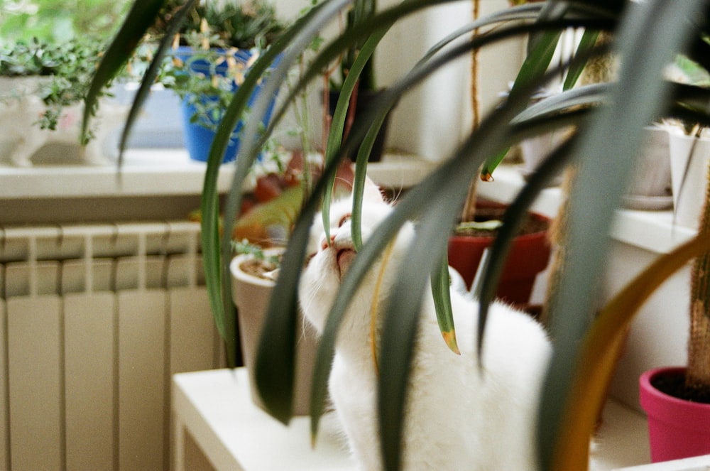 green plant on white pot