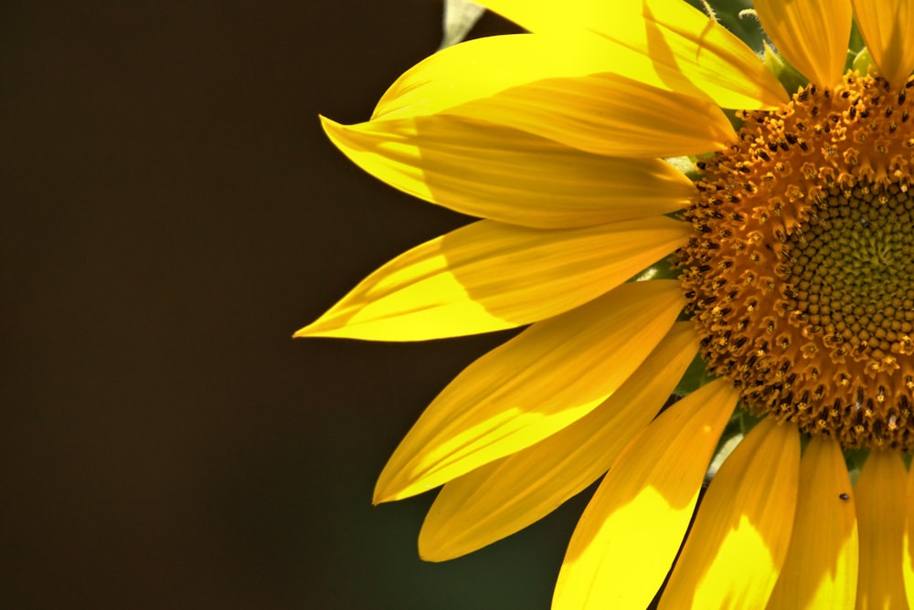 yellow sunflower in black background photo – Free Sunflower Image on  Unsplash