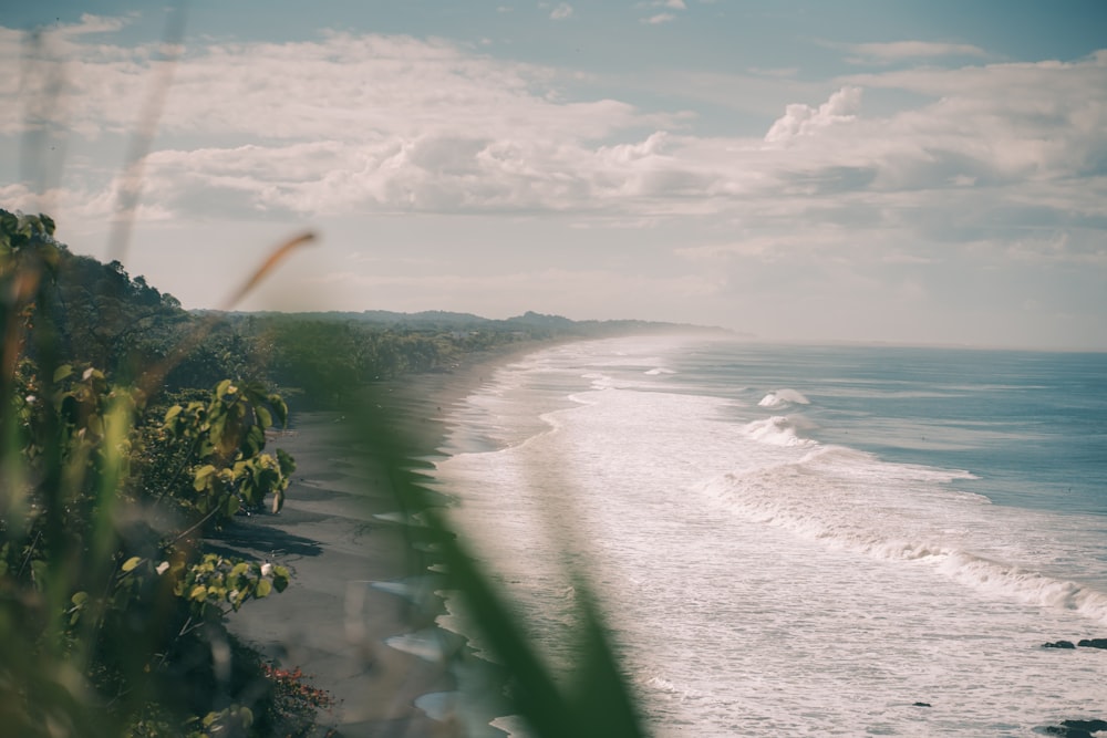 green plants near sea under white clouds during daytime