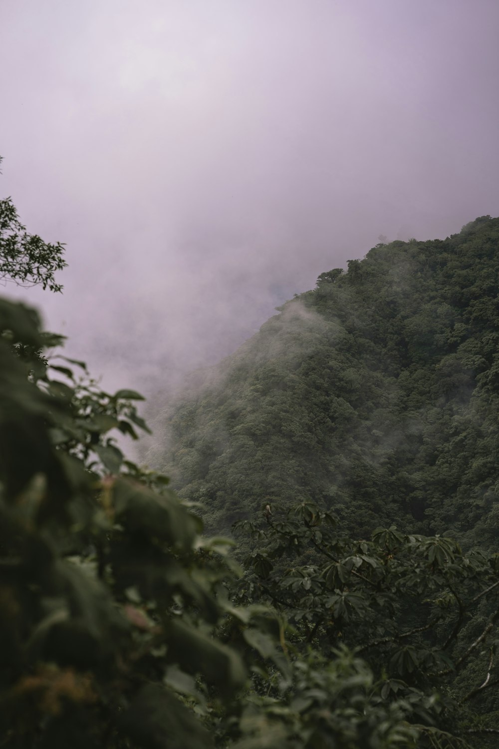 green trees on mountain during daytime