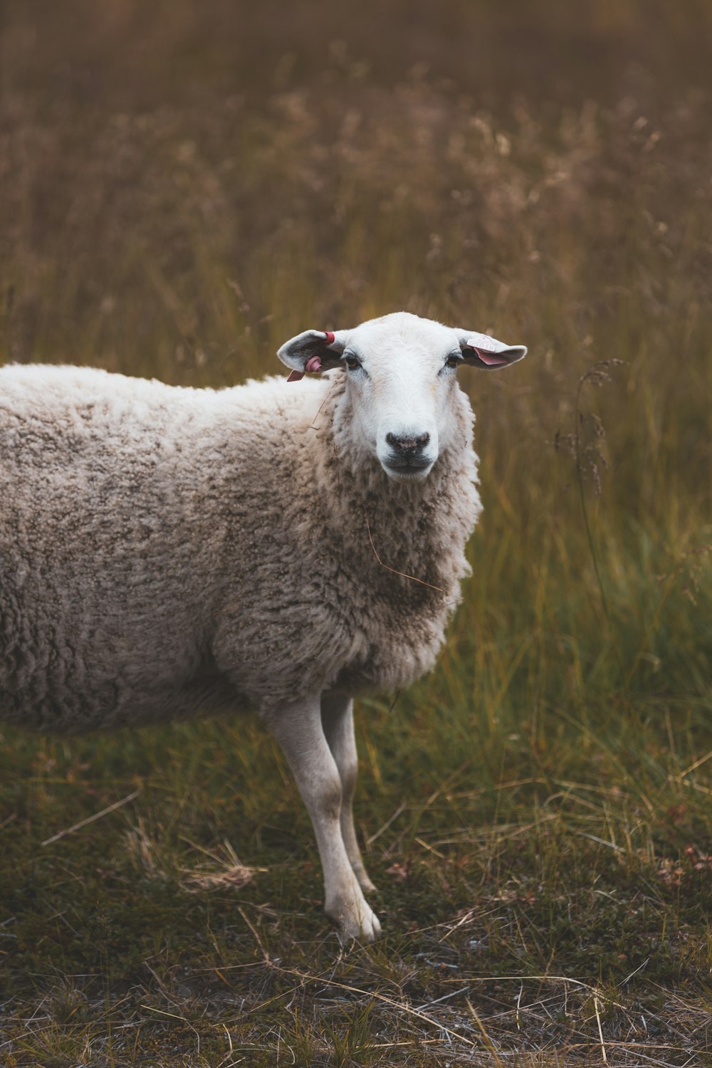 white sheep on green grass during daytime