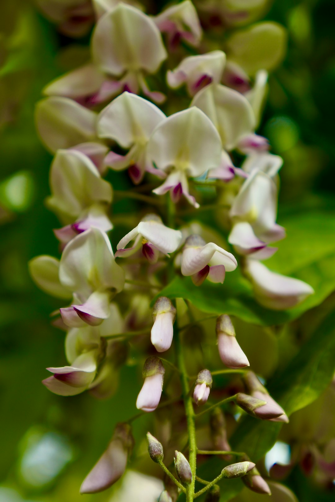 white and purple flower buds