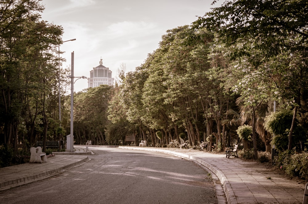 green trees beside gray asphalt road during daytime