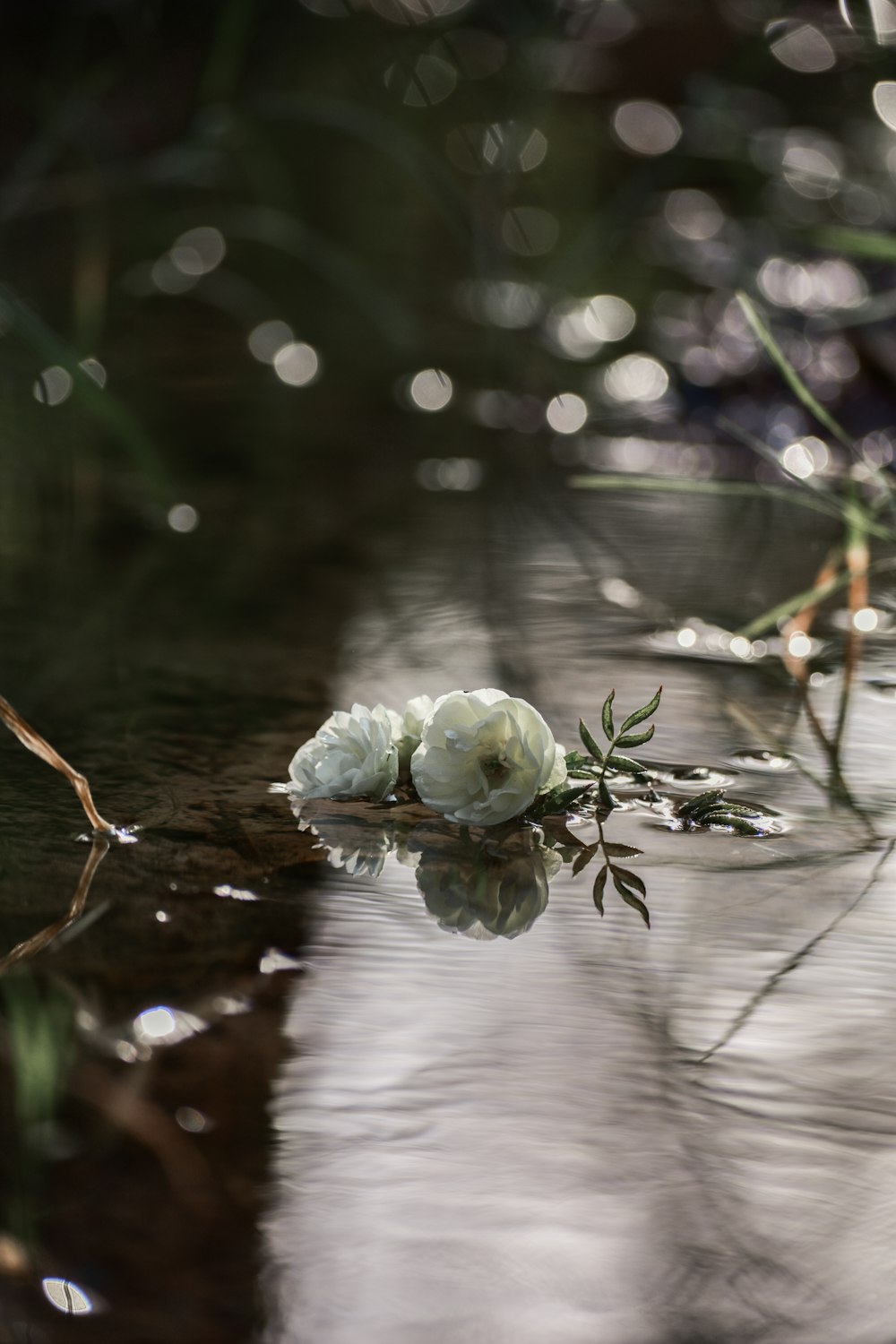 white flower on water during daytime