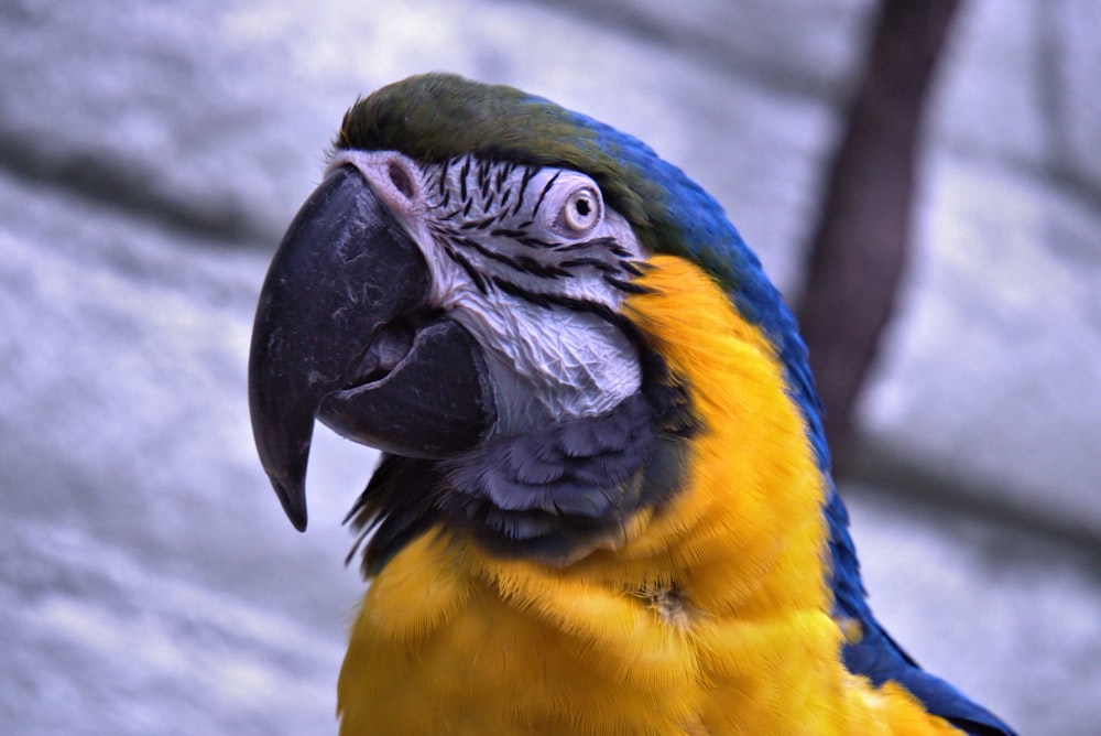 파란색 노란색과 녹색 앵무새