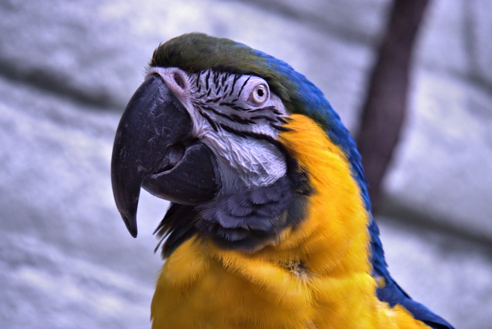 blue yellow and green parrot